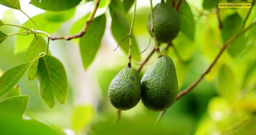 10 Benefits of Avocado