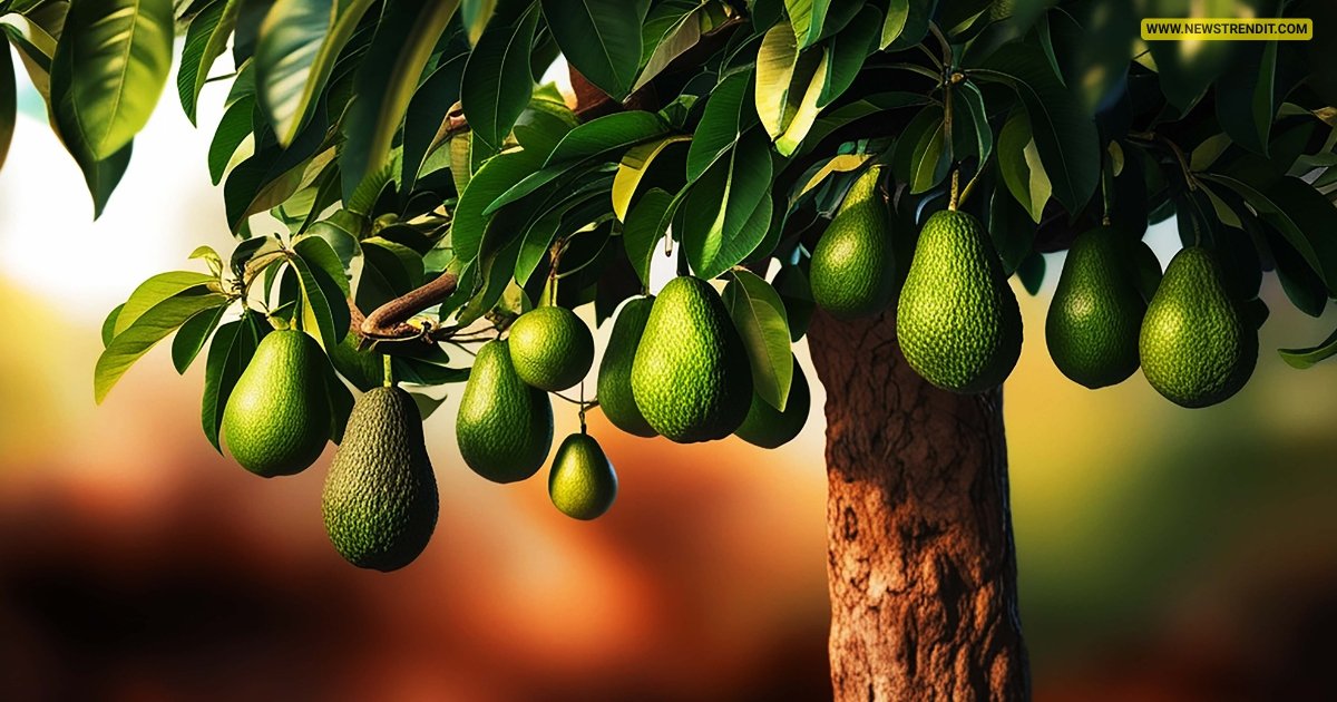 10 Benefits of Avocado