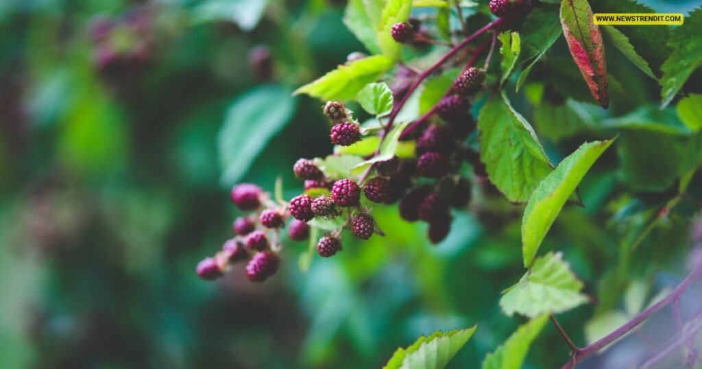 Benefits of Blackberries