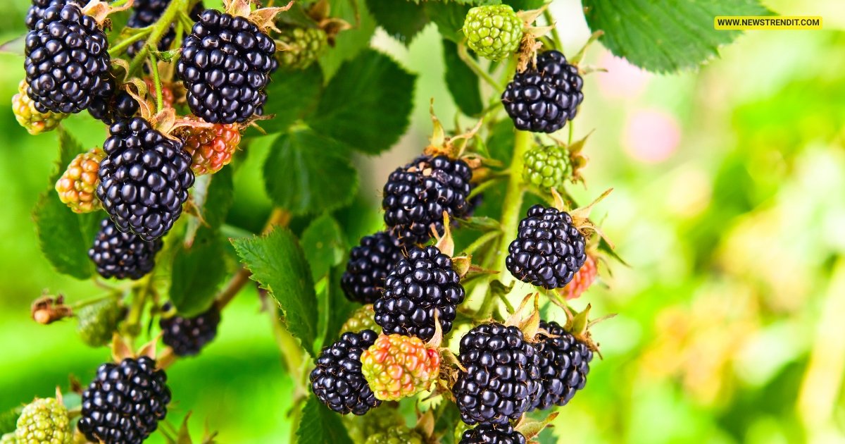 Benefits of Blackberries